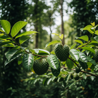 Risevitals Alpha Hormone Drops image Risevitals Alpha Hormone Drops