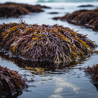 Risevitals Alpha Hormone Drops image Risevitals Alpha Hormone Drops